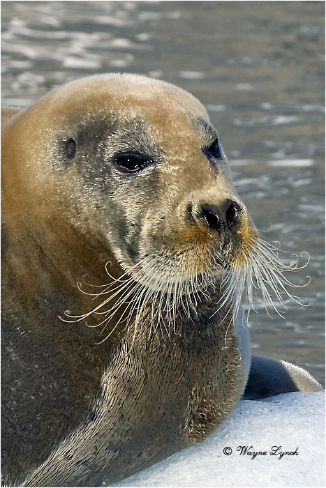 Bearded Seal 109 by Dr. Wayne Lynch &copy;